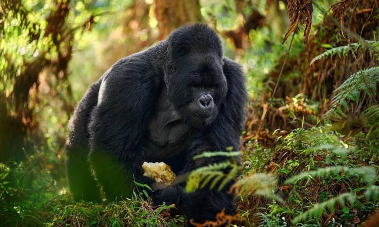 3 Days Uganda Gorilla Trekking Safaris