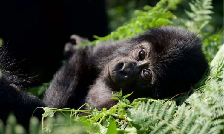 3 Days Uganda Gorilla Trekking Safari